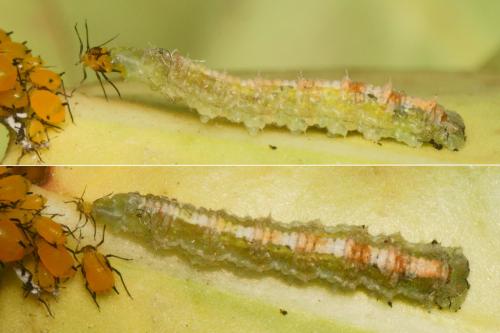 Scaeva dignota